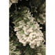 Сосна штучна Black Box Trees Millington зелена 1,55м (8718861279542) - изображение 3