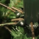 Сосна штучна Black Box Trees Edelman Millington зелена з ефектом покриття снігом 1,55м (8718861279542) - изображение 6