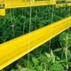 Желтая клеевая ловушка 100м BIOGREEN в рулоне - изображение 4