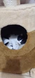Когтеточка - домик Lucky Pet "Парадайз", сезалевый, 120х57х57 см - изображение 3