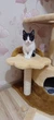 Когтеточка - домик Lucky Pet "Парадайз", сезалевый, 120х57х57 см - изображение 4