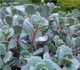 Очиток Вера Джеймсон Sedum Vera Jameson Р9 - зображення 2