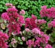 Очиток Вера Джеймсон Sedum Vera Jameson Р9 - зображення 3