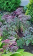 Очиток Вера Джеймсон Sedum Vera Jameson Р9 - зображення 5