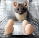 Питательная ловушка для отлова котов, кустей, хорьков и других животных - изображение 6