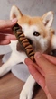 Ласощі для собак WAUDOG Treats Dental Паличка для чистки зубів з м'ятою і розмарином, 105 г (4431) - зображення 8
