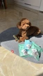 Ласощі для собак WAUDOG Treats Dental Паличка для чистки зубів з м'ятою і розмарином, 105 г (4431) - зображення 10