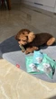 Ласощі для собак WAUDOG Treats Dental Паличка для чистки зубів з м'ятою і розмарином, 105 г (4431) - зображення 11