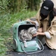 Рюкзак переноска для кота кошки котенка маленьких собак до 8 кг прозрачный зеленый (002279) - изображение 2