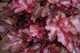 Гейхера "Вена", Heuchera World Caffe Vienna С3 - зображення 1