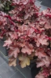 Гейхера "Вена", Heuchera World Caffe Vienna С3 - зображення 3