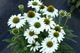 Ехінацея Кісмет Вайт, Echinacea Kismet White С3 - зображення 2