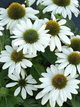 Ехінацея Кісмет Вайт, Echinacea Kismet White С3 - зображення 4