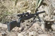 Винтовка пневматическая GAMO SPEEDSTER IGT 10X GEN3I калибр 4.5 мм 386 м/с - изображение 5