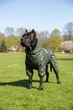 Дощовик для великих порід собак 9XL 71-72cm Корсо Мастіф Дог Dog's Happiness Темно-зелена олива Дівчинка 0116-01/20 - изображение 2