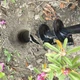 Садовий шнековий бур для дриля 10х30 см (свердло для посадки рослин, лунок під розсаду та стовпчики, вуглецева сталь) - зображення 2