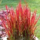 Imperata cylindrica "Red Baron" Садові багаторічні квіти,саджанці у горщиках,розсада - зображення 1