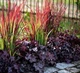 Imperata cylindrica "Red Baron" Садові багаторічні квіти,саджанці у горщиках,розсада - зображення 4
