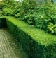 Бирючина обыкновенная Атровиренс Ligustrum vulgare Atrovirens (контейнер 0,5л) - изображение 2