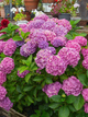 Гортензія широколиста Bouquet Rose (в горщику Р9) - зображення 1