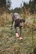 Шкарпетки для собак Protector light socks Non-stop dogwear Помаранчевий L - зображення 6
