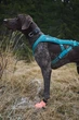 Шкарпетки для собак Protector light socks Non-stop dogwear Помаранчевий L - зображення 2
