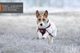 Флісова куртка для собак Trekking fleece jacket Non-stop dogwear Сірий/Винний/Бірюзовий 33 - изображение 8