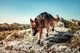 Черевики для собак Protector bootie Non-stop dogwear Чорний/Помаранчевий XS - зображення 5