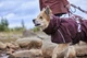 Дощовик для собак Hurtta Mudventure Coat ECO 65 Фіолетовий - изображение 10