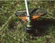 Бензокоса ECHO SRM-3021TES/U (21351271) - зображення 5