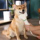 Фен-гребінець для шерсті PET GROOMING DRYER WN-10 - зображення 10