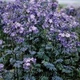 Синюха "Bressingham Purple"Квіткова розсада, багаторічні садові квіти - зображення 2