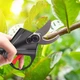 Аккумуляторный секатор 48V + 2 аккумулятора / Садовые электрические ножницы / Беспроводной секатор для сада - изображение 2