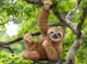Фигурка Schleich Ленивец ,14793 - изображение 2