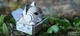 Сборная 3D модель Eugy Котенок сиамский, XEG-088 - изображение 9