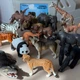 Набор реалистичных фигурок Дикие (15 шт) Животные Mideer Toys MD1382 - изображение 3