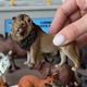 Набор реалистичных фигурок Дикие (15 шт) Животные Mideer Toys MD1382 - изображение 7