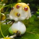 Стеклянная бусина 26 мм отв: 2 мм №922 ISTA Lampwork - изображение 4