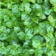 Семена Пеперомия прозрачная, Peperomia pellucida 10 шт/уп - изображение 4