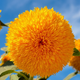 Семена Подсолнечник карликовый декоративный Dwarf Double Yellow 5 шт/уп - изображение 5