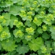 Манжетка м'яка Select Alchemilla mollis Р9 - зображення 1