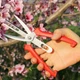 Садовый секатор красного цвета для сбора фруктов - изображение 2