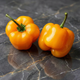 Семена Перец острый Рокото Гельбе Ризен, Capsicum pubescens 5 шт/уп - изображение 1
