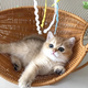 Лежанка-корзина для кота RS:42x48 см - изображение 5