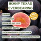 Саженцы инжира Texas Everbearing - крупноплодный, ранний, сладкий - изображение 4