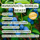 Саджанці жимолості їстівної BOREAL BEAST - середня, крупноплідна, десертна - зображення 2