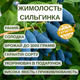 Саджанці жимолості їстівної Сільгінка - рання, солодка, урожайна (3-х річна) С1.5 - зображення 4