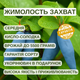 Саджанці жимолості їстівної Захват - середньо-рання, крупноплідна, десертна - зображення 2