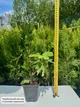 Саженцы инжира Киевский крупноплодный (large-fruited) - ремонтантный, самоплодный, крупноплодный - изображение 2