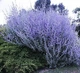 Саженцы Полыни перовской лебедолистной (Perovskia atriplicifolia) Р9 - изображение 5